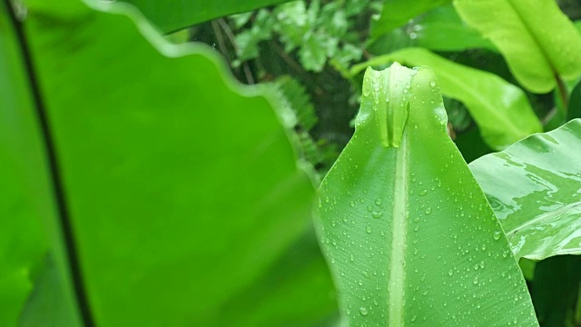 雨落在蕨类植物的绿叶上视频素材