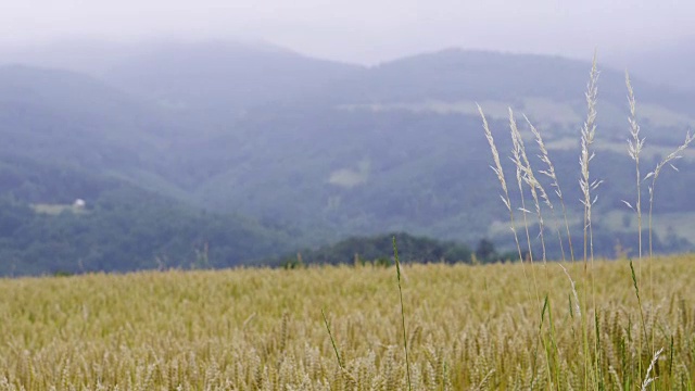 山上的麦田视频素材