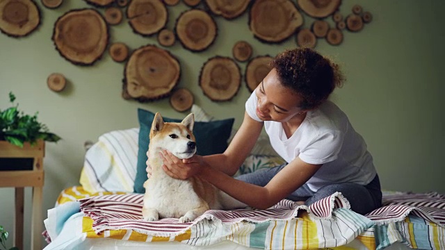 迷人的非洲裔美国女孩是抚摸可爱的柴犬躺在床上在家里装饰漂亮的卧室。动物、人与内心的概念。视频素材