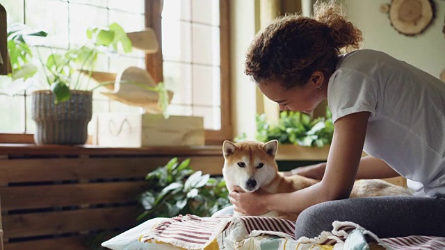 漂亮的年轻混血女士是拍可爱的柴犬坐在床上的卧室大窗户和现代室内。人与动物的概念。视频素材