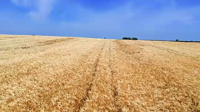 夏日里，庄稼成熟的田野和蔚蓝的多云天空视频素材