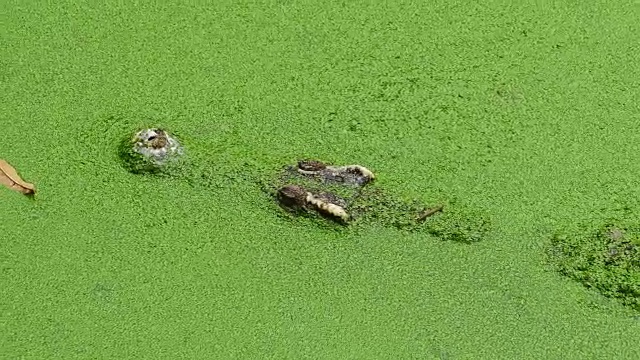 鳄鱼漂浮在绿色的泥沼中视频素材