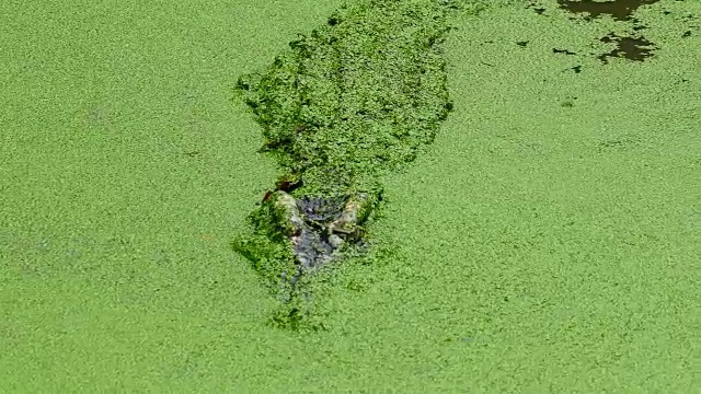 鳄鱼漂浮在绿色的泥沼中视频素材