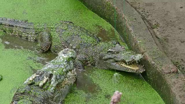 喂鳄鱼，4千块视频素材