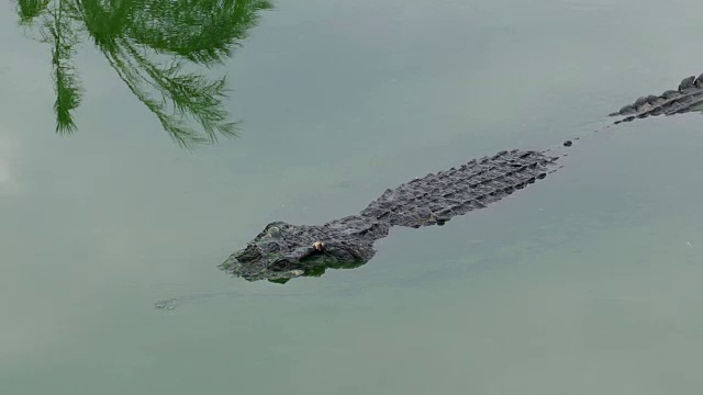 鳄鱼漂浮在湖里视频素材