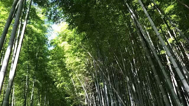 日本京都的竹林视频素材