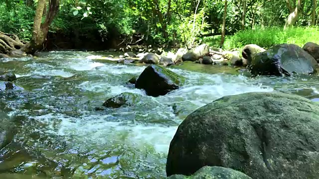 森林小溪流过岩石视频素材