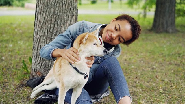 快乐的狗主人迷人的年轻女子抚摸可爱的日本柴犬，挠它的毛，看着它温柔地休息在公园夏天。视频素材