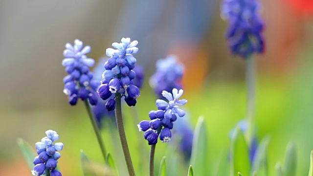 蓝色风信子花特写。马斯卡里站在风里四处走动。视频素材