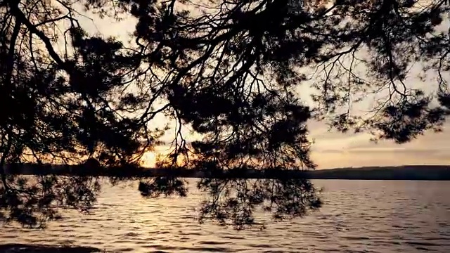 春天的森林和湖泊在夕阳下视频素材