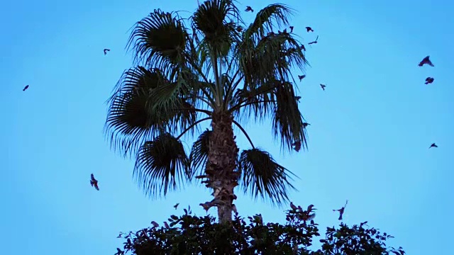 在炎热的夏天，一大群鸟儿在热带树上飞翔视频素材