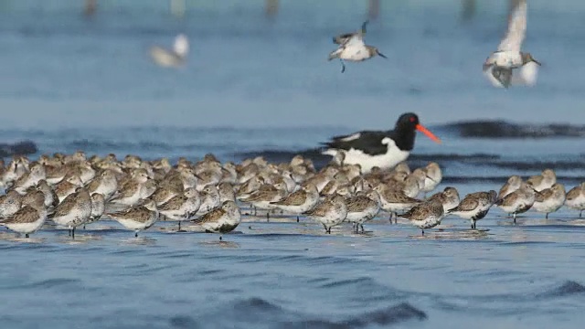 山雀群(Calidris alpina)视频素材