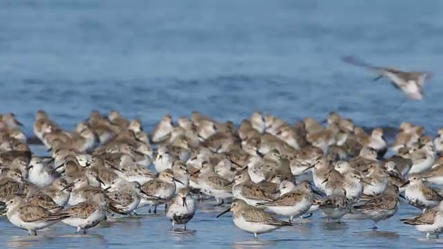 山雀群(Calidris alpina)视频素材