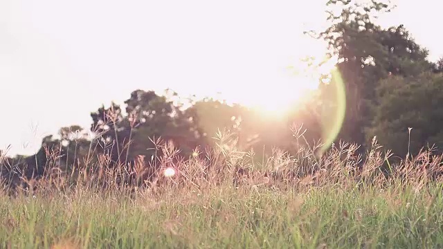 美丽的日落热带草花在日落的背景。视频下载