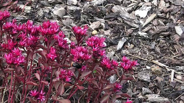 大黄蜂在花上吸食花蜜视频素材