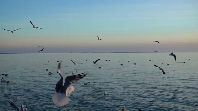 天空中有海鸥。缓慢的运动。视频素材