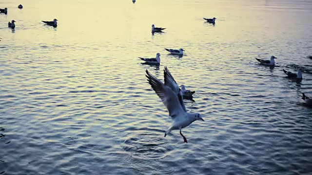 天空中有海鸥。缓慢的运动。视频素材