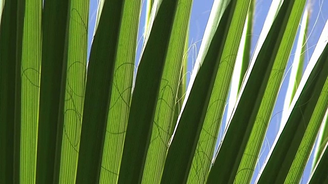 Palmtree接近。视频素材