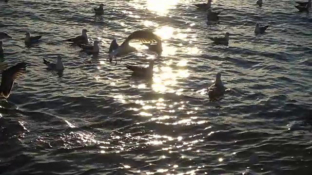 海鸥在海上飞翔。缓慢的运动。视频素材