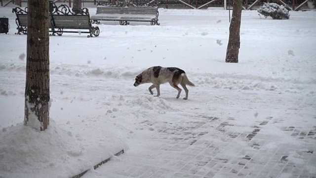 狗在白雪覆盖的街道上。缓慢的运动。视频素材