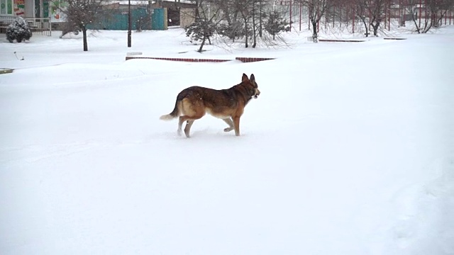 狗在白雪覆盖的街道上。缓慢的运动。视频素材