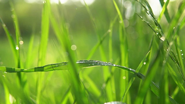 模糊的绿色背景，草与水珠。视频素材