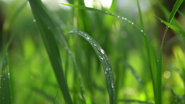 模糊的绿色背景，草与水珠。视频素材