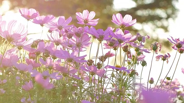 低角度平移观宇宙花在野外黄昏日落光镜头光晕和散景效果。视频素材