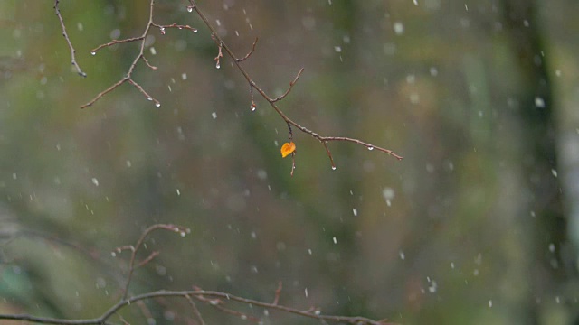 秋日有雪视频素材