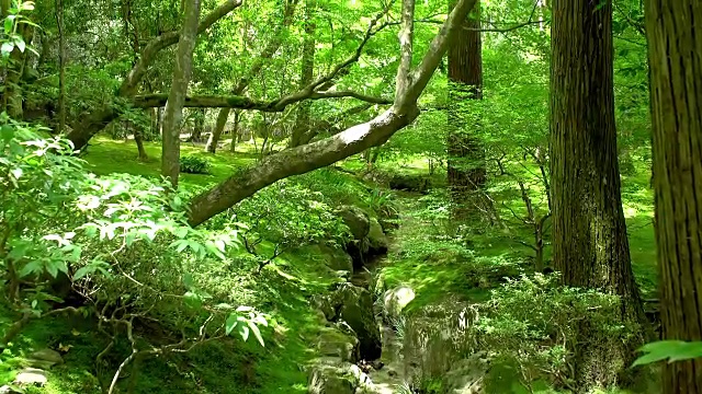 日本树林中的田园诗般的苔藓花园视频素材