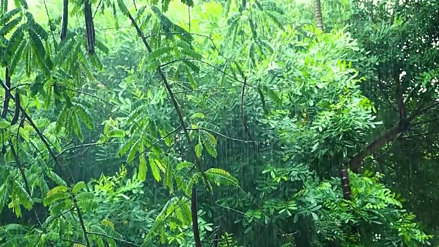 雨落在热带的绿色森林里视频素材