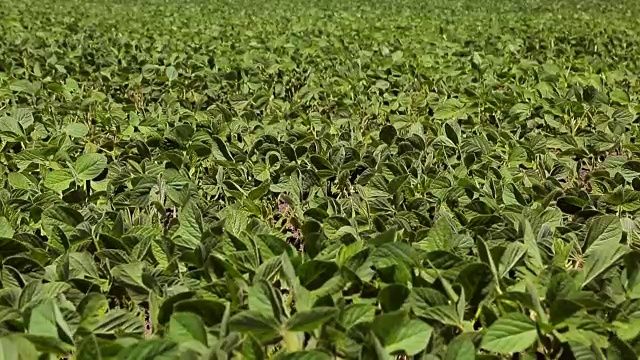 大豆田刚在一片绿油油的小叶地里发芽。背景视频素材