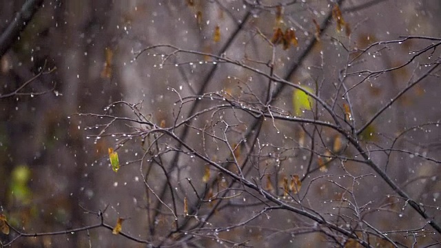 秋天下雪的场景视频素材