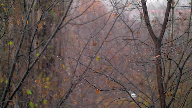 凋谢的树和雪花，深秋的景象视频素材