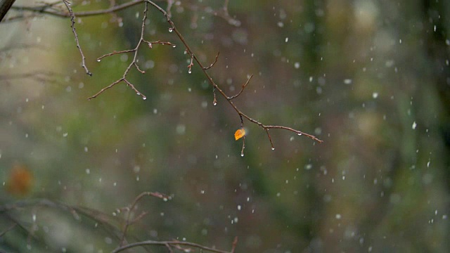 潮湿的光秃秃的树和轻微的降雪在秋天的一天视频素材