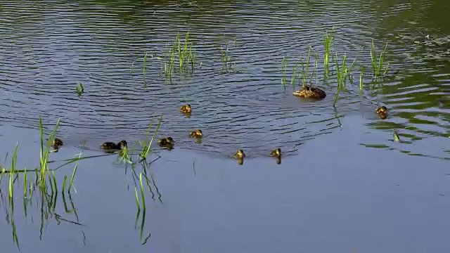 鸭子和小鸭子在湖上游泳视频素材