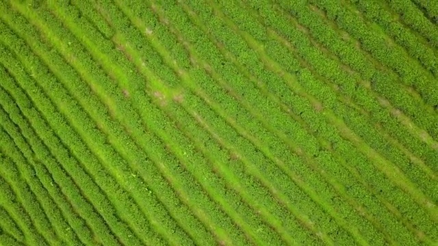 山上茶园梯田鸟瞰图。视频素材