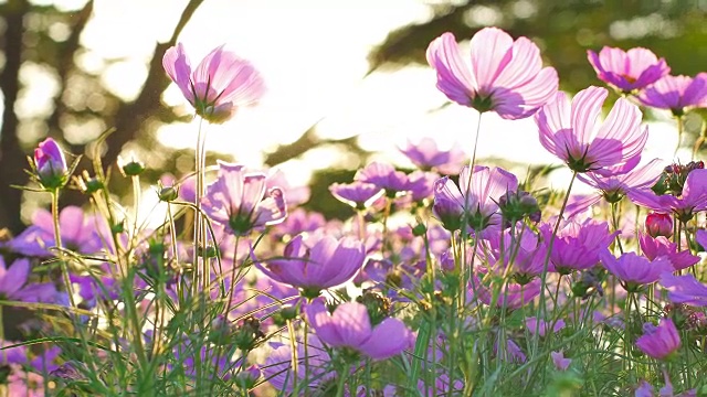 低角度平移观宇宙花在野外黄昏日落光镜头光晕和散景效果。视频素材