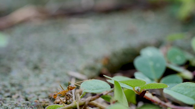 小绿色植物和蚂蚁行走的特写视频素材