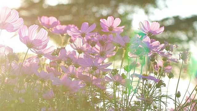 低角度平移观宇宙花在野外黄昏日落光镜头光晕和散景效果。视频素材