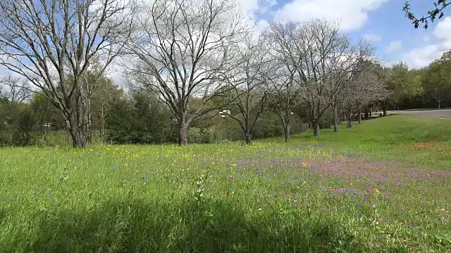 树木和野花点缀着德克萨斯的景色视频素材