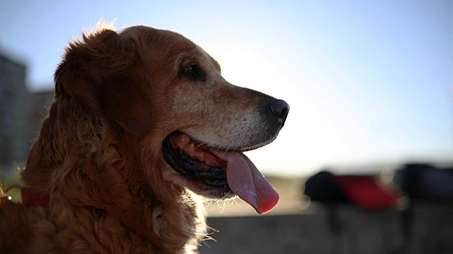 可爱的金毛猎犬视频素材