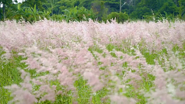 羽毛草的田野。4 k视频素材