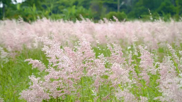 羽毛草的田野。4 k视频素材