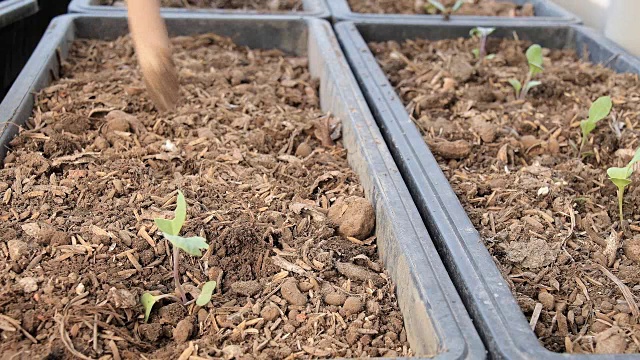 一位年轻女子正在花园里种树。生态系统概念视频素材