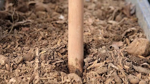 一位年轻女子正在花园里种树。生态系统概念视频素材