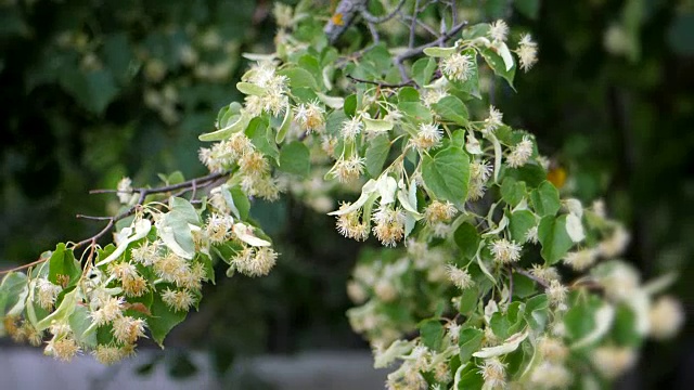 菩提树花在绿色的树枝上。夏天开花的季节。芳香疗法和青柠茶。慢动作视频素材