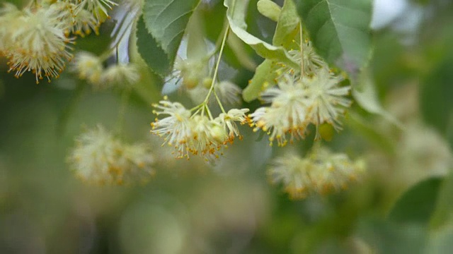 菩提树花在绿色的树枝上。夏天开花的季节。芳香疗法和青柠茶。慢动作视频素材