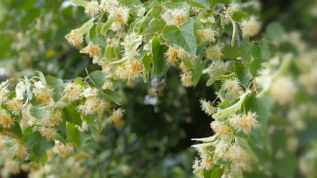 菩提树花在绿色的树枝上。夏天开花的季节。芳香疗法和青柠茶视频素材