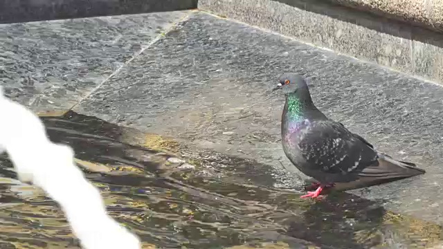 饮水机旁的鸽子视频素材